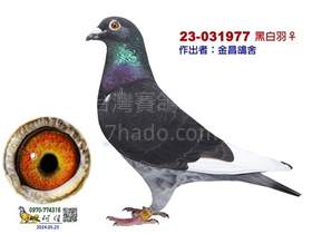 新順義冠軍之孫