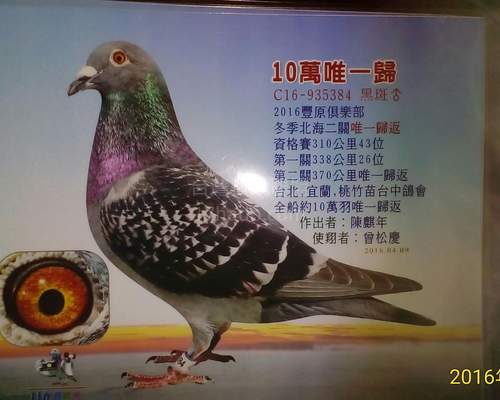 拍賣鴿曾祖父