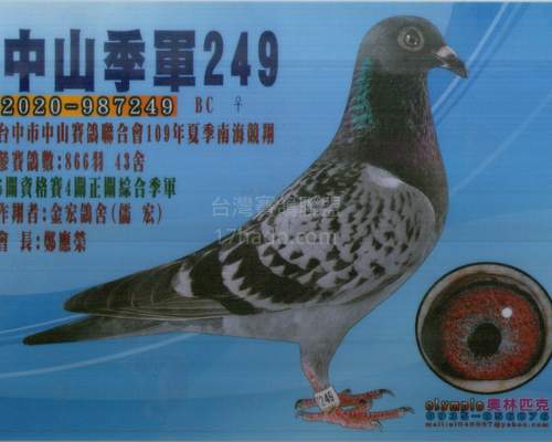 贈送鴿同父異母姊
