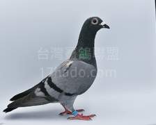 台東三冠王今西系