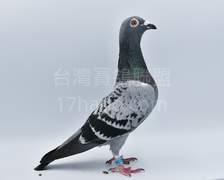 考夫曼x”伯格曼x魯道克拉森”