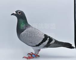 今西系(伊馬利西) 2022-00178828